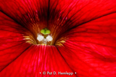 A close look at a petunia, Hilliard, Ohio.