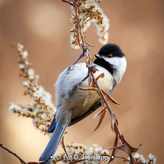 A Black-capped Chickadee hangs upside down to reach seeds in Sharon Woods Metro Park, Westerville, Ohio.