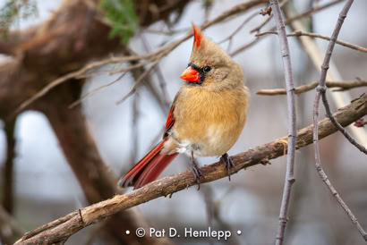 Pat Hemlepp's photo of the week