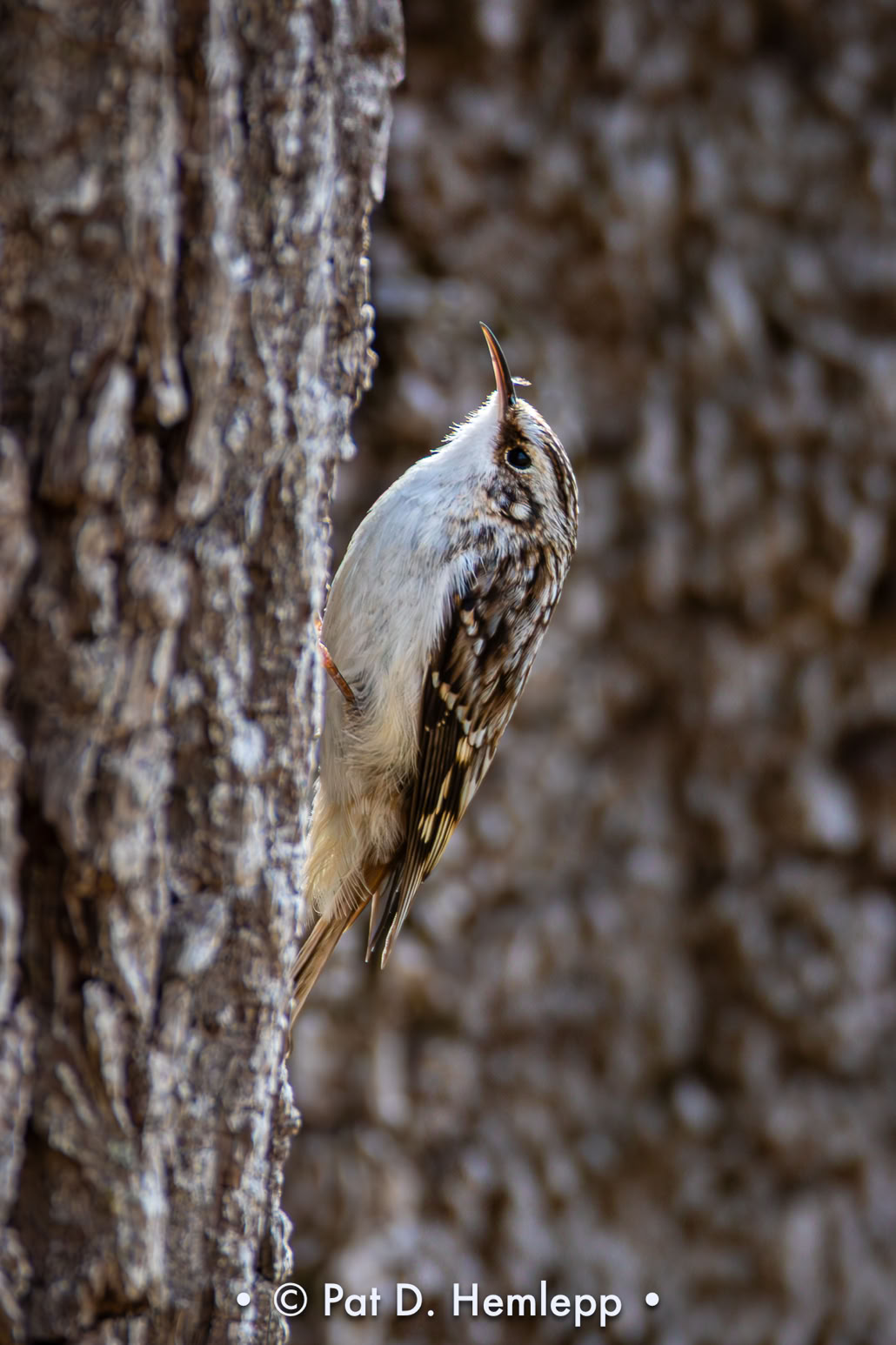 A Brown Creeper blends with tree bark in Sharon Woods Metro Park, Westerville, Ohio.