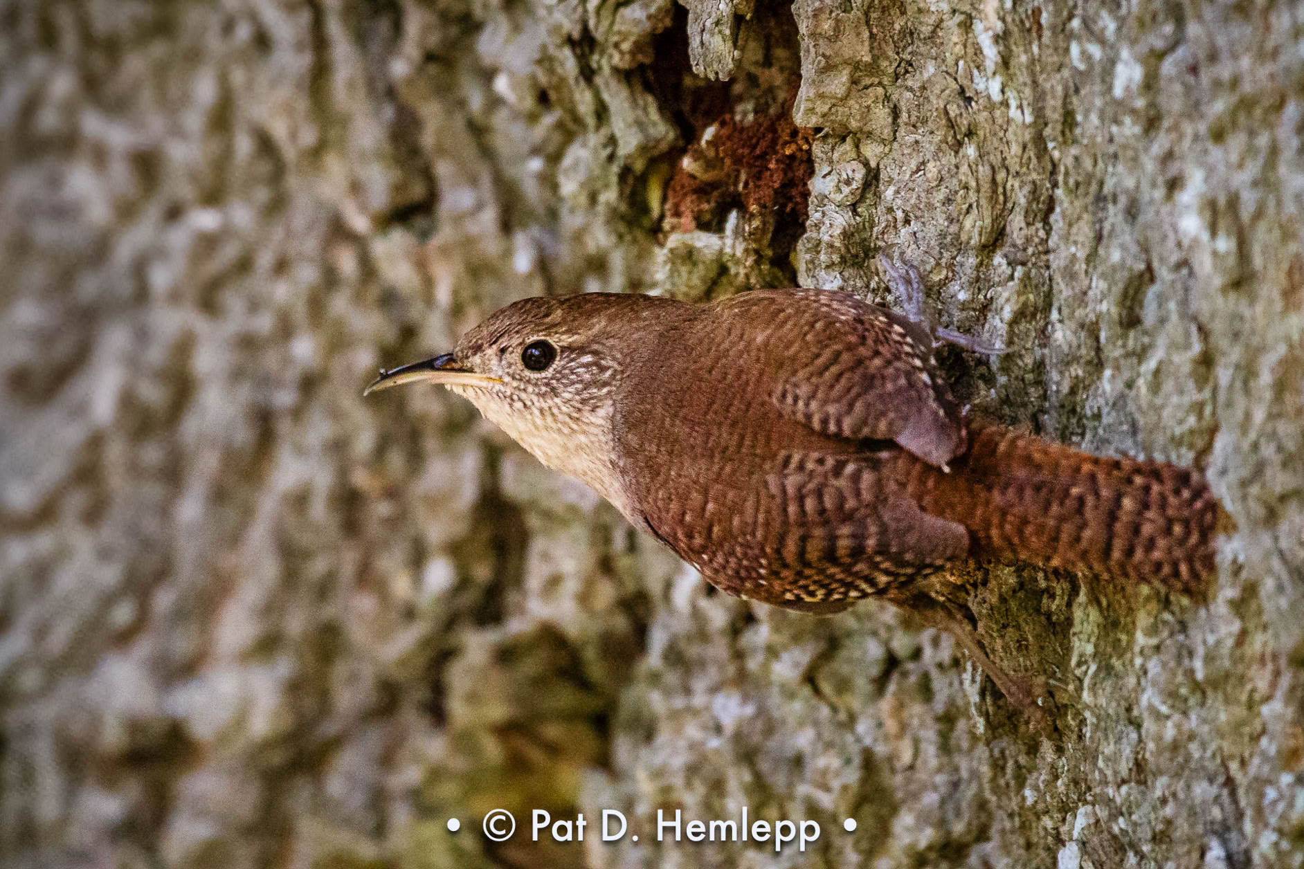 A House Wren clings to tree bark in Magee Marsh Wildlife Area, Oak Harbor, Ohio.