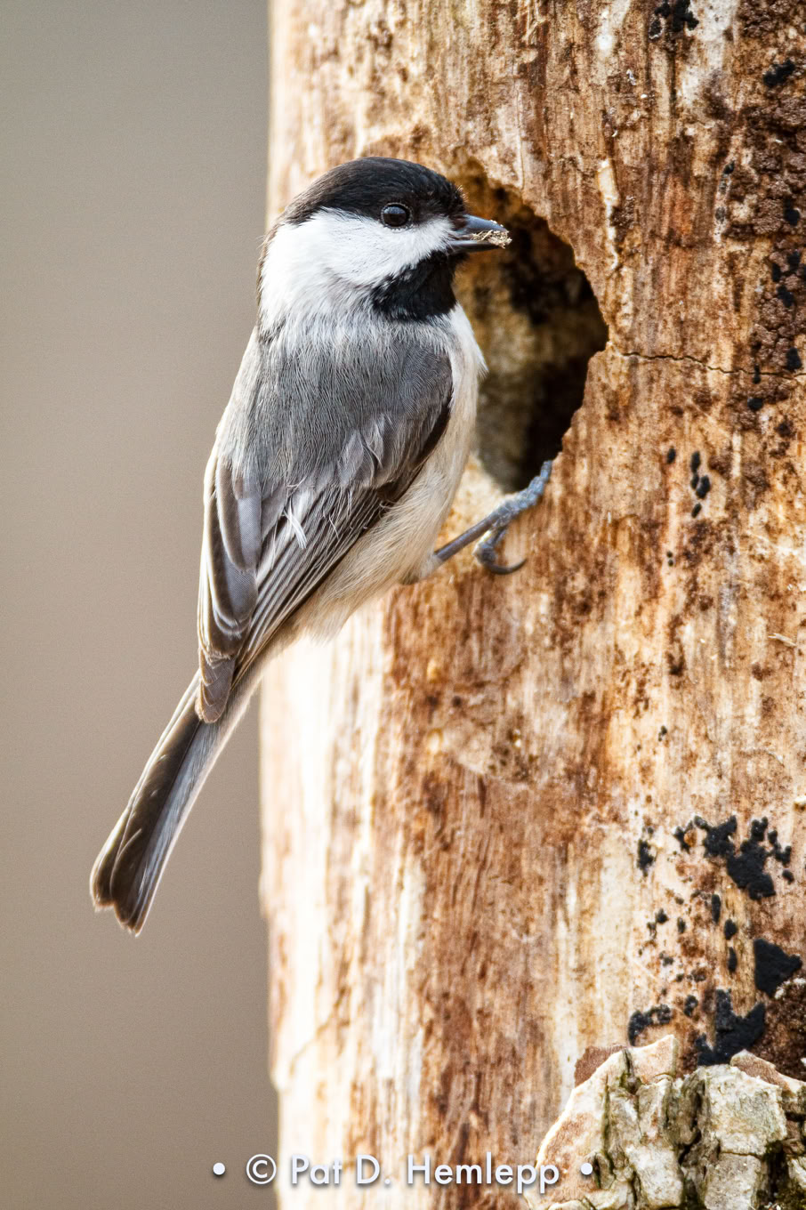 Chickadee prepares a hole in a tree for nesting. Sharon Woods Metro Park, Westerville, Ohio.