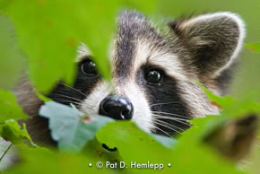 A raccoon peers between leaves in Blendon Woods Metro Park, Westerville, Ohio.